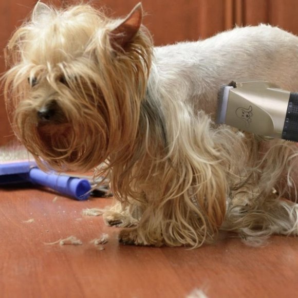 Pet Grooming Tool - Picture 6 of 6